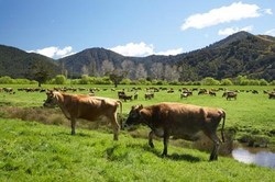 Medium_cows and farmland near havelock, marlborough, south island, new zealand